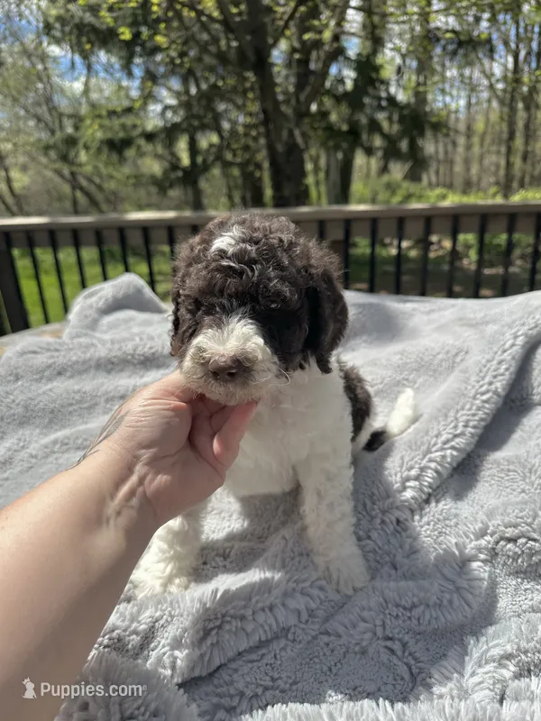 Axel – Goldendoodle puppy for sale in Barron, WI