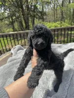 Onyx, a male Goldendoodle for sale in Barron, WI – 2 of 6