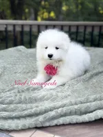 Tansy 🌸, a female Samoyed for sale in Barron, WI – 7 of 8