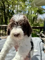 Lucky, a male Goldendoodle for sale in Barron, WI – 4 of 5