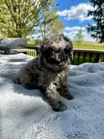 Zorro, a male Goldendoodle for sale in Barron, WI – 4 of 6