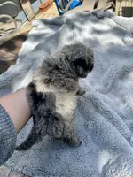 Zorro, a male Goldendoodle for sale in Barron, WI – 5 of 6