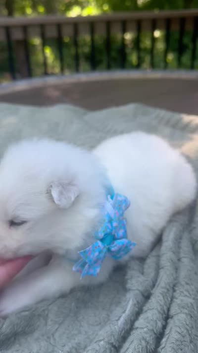 Blueberry 🫐 , a female Samoyed for sale in Barron, WI – 9 of 9