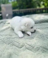 Lavender 🌿, a female Samoyed for sale in Barron, WI – 3 of 9