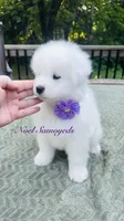 Lavender 🪴, a female Samoyed for sale in Barron, WI – 5 of 7