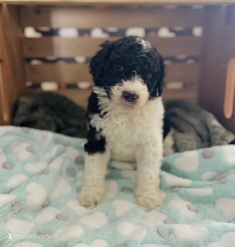 Axel – Goldendoodle puppy for sale in Barron, WI