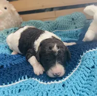 Axel, a male Goldendoodle for sale in Barron, WI – Photo 3 of 9