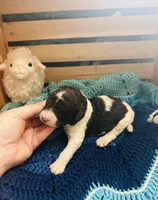 Axel, a male Goldendoodle for sale in Barron, WI – Photo 4 of 9