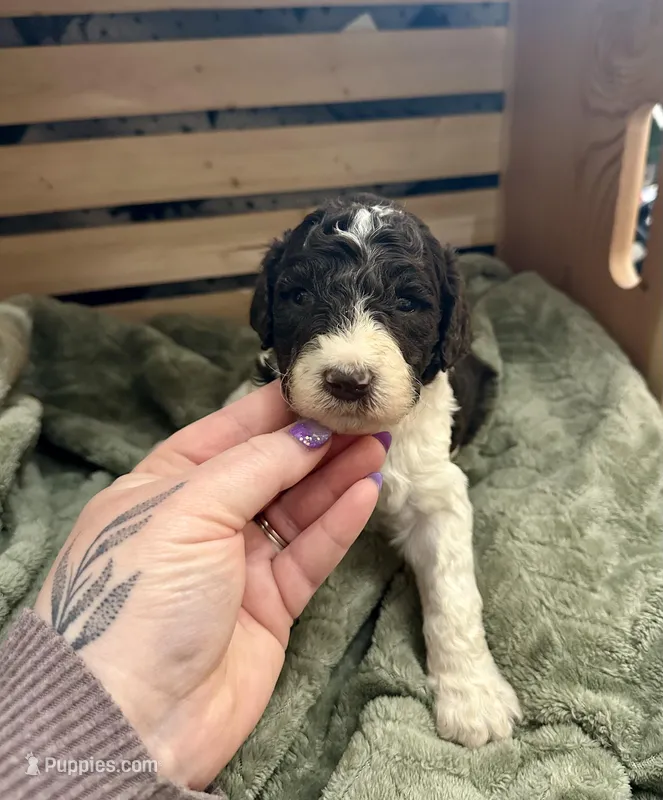Axel – Goldendoodle puppy for sale in Barron, WI