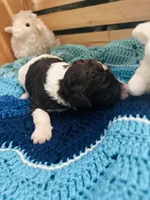 Axel, a male Goldendoodle for sale in Barron, WI – Photo 7 of 9