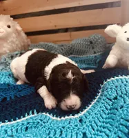 Axel, a male Goldendoodle for sale in Barron, WI – Photo 8 of 9