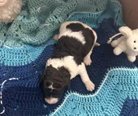 Axel, a male Goldendoodle for sale in Barron, WI – Photo 5 of 9