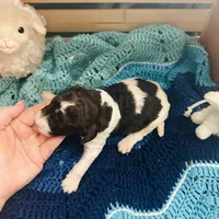 Axel, a male Goldendoodle for sale in Barron, WI – Photo 9 of 9