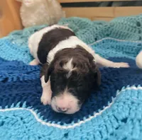 Axel, a male Goldendoodle for sale in Barron, WI – Photo 2 of 9