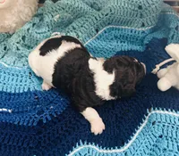 Axel, a male Goldendoodle for sale in Barron, WI – Photo 6 of 9