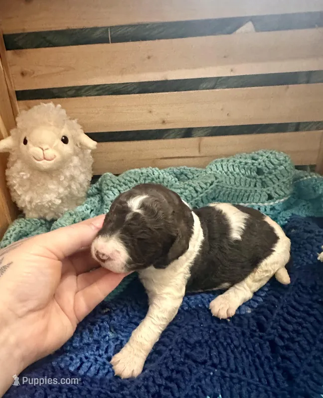 Axel – Goldendoodle puppy for sale in Barron, WI