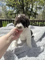 Axel, a male Goldendoodle for sale in Barron, WI – 2 of 6