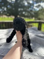 Triton, a male Goldendoodle for sale in Barron, WI – 3 of 7
