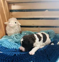 Lucky, a male Goldendoodle for sale in Barron, WI – Photo 10 of 10