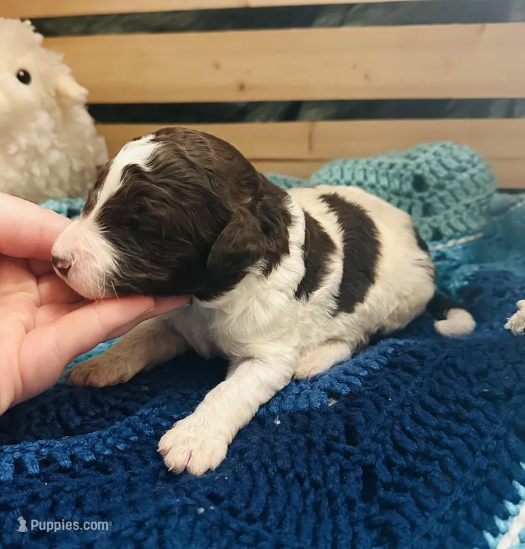 Lucky – Goldendoodle puppy for sale in Barron, WI