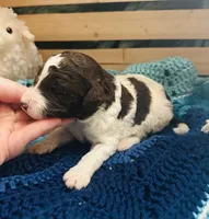Lucky, a male Goldendoodle for sale in Barron, WI – Photo 1 of 10