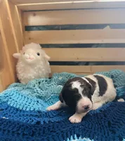 Lucky, a male Goldendoodle for sale in Barron, WI – Photo 6 of 10