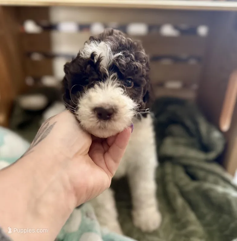 Lucky – Goldendoodle puppy for sale in Barron, WI