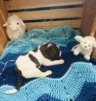 Lucky, a male Goldendoodle for sale in Barron, WI – Photo 9 of 10