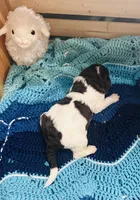 Lucky, a male Goldendoodle for sale in Barron, WI – Photo 8 of 10