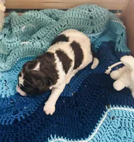 Lucky, a male Goldendoodle for sale in Barron, WI – Photo 3 of 10