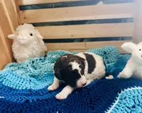 Lucky, a male Goldendoodle for sale in Barron, WI – Photo 2 of 10