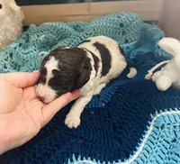 Lucky, a male Goldendoodle for sale in Barron, WI – Photo 5 of 10