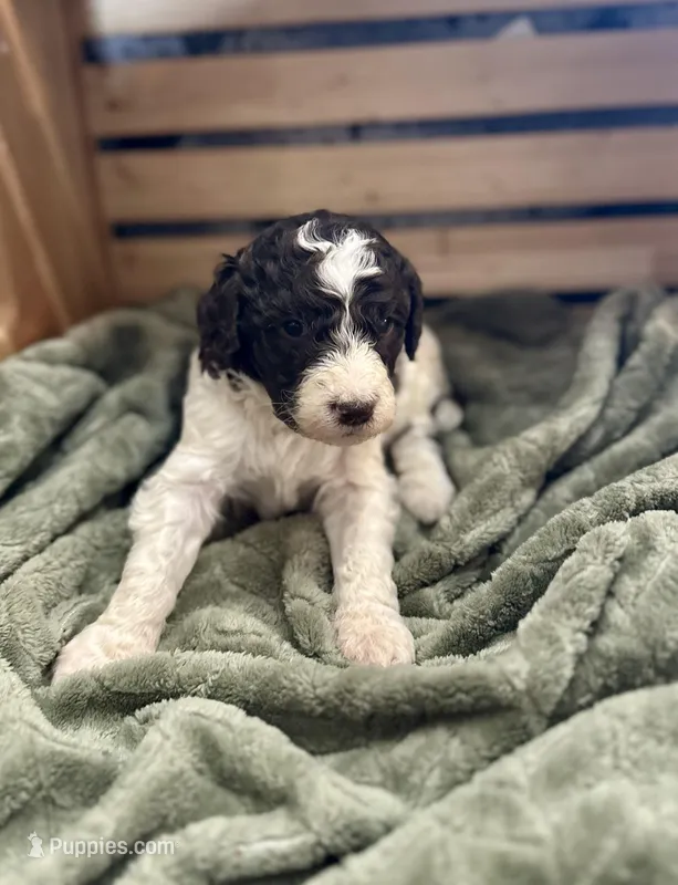Lucky – Goldendoodle puppy for sale in Barron, WI