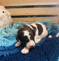 Lucky, a male Goldendoodle for sale in Barron, WI – Photo 7 of 10