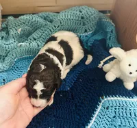 Lucky, a male Goldendoodle for sale in Barron, WI – Photo 4 of 10