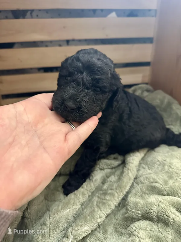 Jellybean – Goldendoodle puppy for sale in Barron, WI