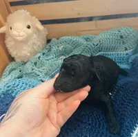 Jellybean, a female Goldendoodle for sale in Barron, WI – Photo 2 of 7