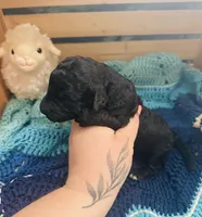 Jellybean, a female Goldendoodle for sale in Barron, WI – Photo 5 of 7