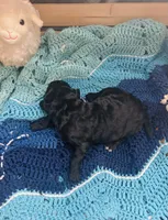 Jellybean, a female Goldendoodle for sale in Barron, WI – Photo 7 of 7