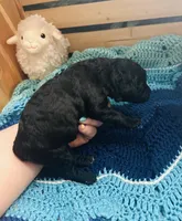 Jellybean, a female Goldendoodle for sale in Barron, WI – Photo 4 of 7