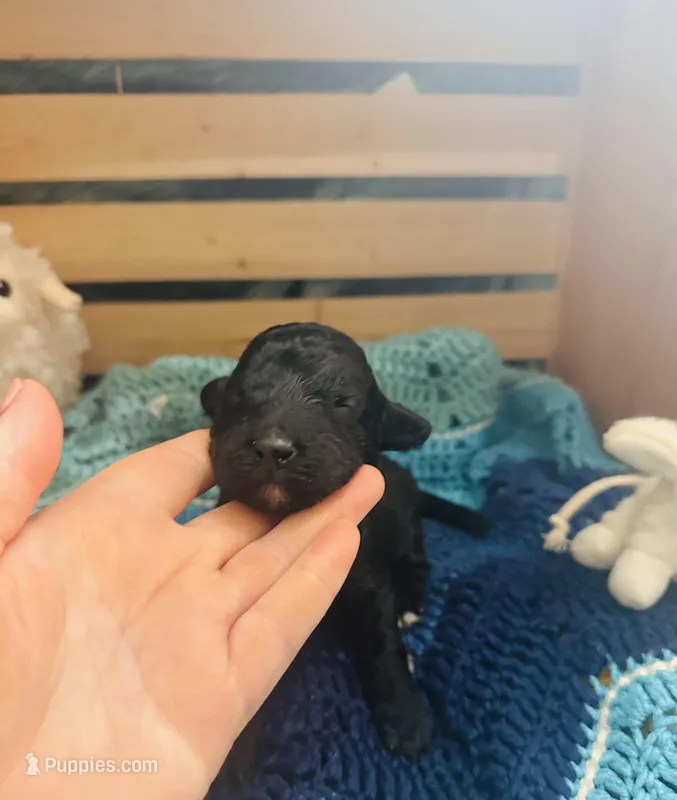 Jellybean – Goldendoodle puppy for sale in Barron, WI