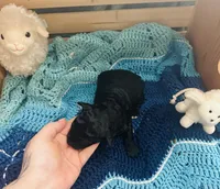 Jellybean, a female Goldendoodle for sale in Barron, WI – Photo 6 of 7