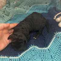 Jellybean, a female Goldendoodle for sale in Barron, WI – Photo 3 of 7