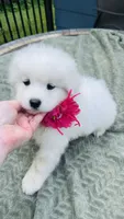 Rosebud 🌸, a female Samoyed for sale in Barron, WI – 2 of 3