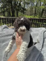 Axel, a male Goldendoodle for sale in Barron, WI – 3 of 6