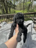Onyx, a male Goldendoodle for sale in Barron, WI – 6 of 6
