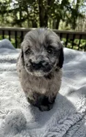 Dolly, a female Goldendoodle for sale in Barron, WI – 4 of 7