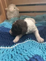 Arthur, a male Goldendoodle for sale in Barron, WI – Photo 5 of 8