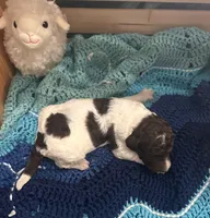 Arthur, a male Goldendoodle for sale in Barron, WI – Photo 4 of 8