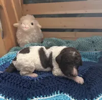 Arthur, a male Goldendoodle for sale in Barron, WI – Photo 2 of 8